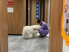 -北京派仕佳德动物医院·超导核磁·CT·神经科·骨科·内外科·急重症管理中心