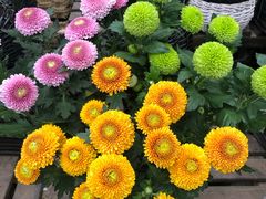 -秦美花卉(天朗·莱茵小城2期店)