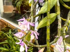 -国家植物园南园