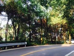 -铁山坪森林公园