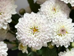 -肖肖酸萝卜鱼火锅(总店)