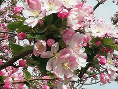 -海棠花溪(元大都城垣遗址公园)