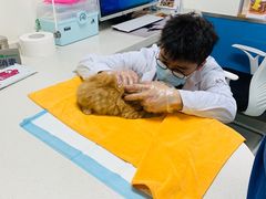 -康爱犬猫诊所·牙专科·骨外科·影像内科(丰宁店)