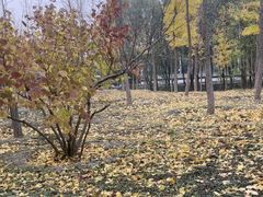 -中央财经大学-食堂