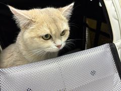 -中农国际动物医院24小时·猫科·骨科·急重症中心