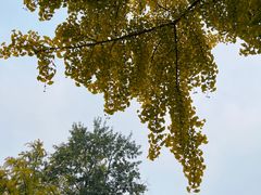 -三里屯东五街银杏大道