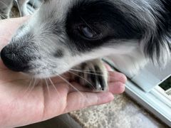 -安安宠医宠物医院·异宠·犬猫内科(岳阳分院)
