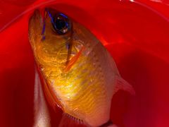 -小猫钓鱼海钓俱乐部(椰梦长廊店)