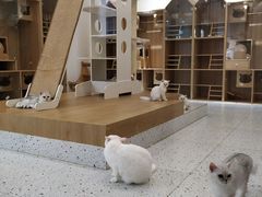 -猫域·湾主题猫咖·宠物吧(南坪城市广场店)
