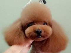 -沐沐家宠物(成寿寺店)