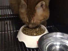 -A猫a狗全科·犬猫异宠·芥西宠物医院(南开总院)
