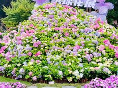 -上海滨江森林公园