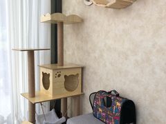 -宠爱国际动物医院· 猫科· 外科·中兽医(长白店)