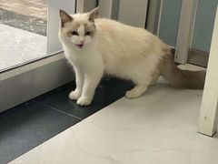 -纳吉亚猫专科动物诊疗中心(蒋宅口分院)