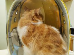 -艾贝尔宠物医院·24H转诊中心·肿瘤猫专科(江宁双龙店)