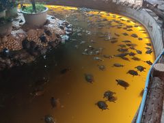 -八景休閒山莊  廣東十大名山莊