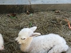 -大连森林动物园