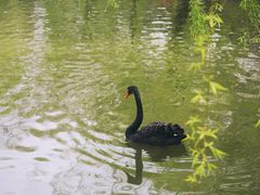 -扬州市茱萸湾风景区