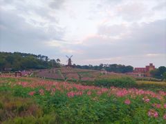 -大塘金香草谷