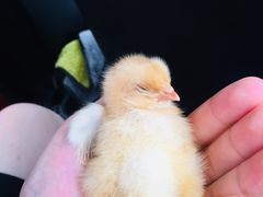 -三圣花乡旅游区