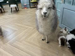 -安格丽娜·狗咖·猫咖羊驼咖(春熙路百盛商场店)