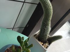 -蜜蜂小象·榴莲千层蛋糕(时代汇11栋店)