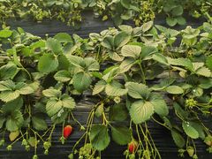 -小鱼草莓采摘园农家乐·小鱼餐厅