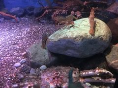 -瑞普利水族馆