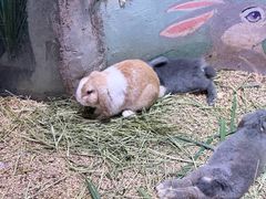 -正佳雨林生态植物园