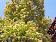 -塔尔寺-菩提树