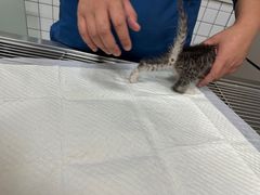 -可蒙动物医院·猫科·骨科中心(首义路店)