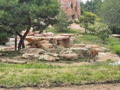-北京野生动物园