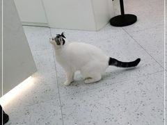 -喵园·猫主题咖啡厅·撸猫·猫咖(国贸店)