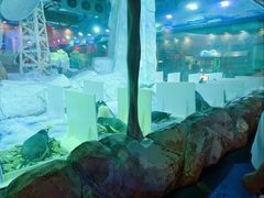 -芜湖新华联大白鲸海洋公园