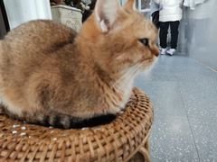 -共舞时光猫咖·狗咖(新街口店)