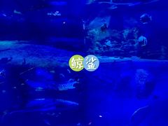 -烟台海昌鲸鲨海洋公园