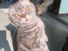 -豆逗聊愈猫阁Easy Life