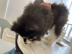 -Let's go狗咖·猫咖·奶狗·桌游(春熙路IFS店)