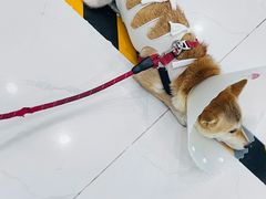 -纳吉亚猫专科动物诊疗中心(蒋宅口分院)