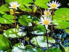 -国家植物园南园