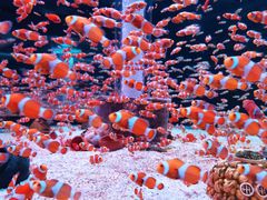 -海合安成都极地海洋公园