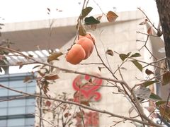 -海南航空营运基地