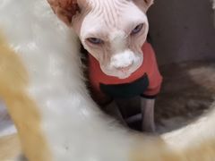 -藏猫猫咖啡主题馆(中央大道店)