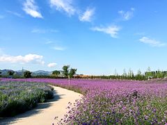 -紫海香堤香草艺术庄园