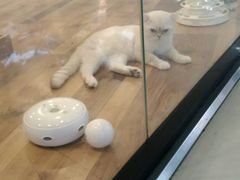 -袖虎·猫馆(体育西路店)