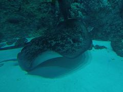 -芜湖新华联大白鲸海洋公园