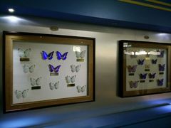 -上海昆虫博物馆