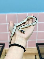 -Moni星球萌宠·小马宝莉·灵蛇·高端高阶全萌宠互动体验俱乐部(红豆国际广场店)