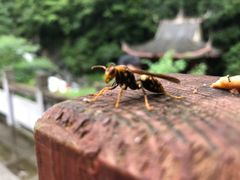 -武陵山森林公园
