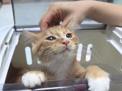 -嘉馨宠物医院·CT影像转诊·心脏科·犬猫全科诊疗中心(下沙大学城院区)